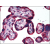 AP07154PU-N KRT19 antibody staining of Formalin-Fixed Paraffin-Embedded Human Placenta at 5 µg/ml followed by biotinylated goat anti-rabbit IgG secondary antibody, alkaline phosphatase-streptavidin and chromogen.