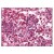 Figure 1. Immunohistochemistry (Formalin-Fixed Paraffin-Embedded Tissue) - TLR9 Antibody: Staining TLR9 in Spleen by Immunohistochemistry.