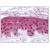 Figure 1. Staining MMP10 in Skin by Immunohistochemistry using Formalin-Fixed Paraffin-Embedded (FFPE) tissue.