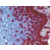 BM4502S Lamin B2 antibody Immunostaining of Human epidermis.