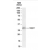 Western blot analysis of NQO1 using  NQO1 antibody SP7251P in Human Lung lysate (RIPA buffer, 35μg total protein per lane) at 1μg/ml. Primary incubated for 1 hour. Detected by western blot using chemiluminescence.