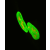 Immunofluorescence staining of Lamin A/C (clone JOL2) and Ki67 on human dermal fibroblasts