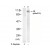 Figure 1. Western blot analysis of extract from DU145 cell, using Androgen Receptor (phospho-Ser213) antibody (#AP08008PU).