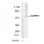 Figure 1. Western blot analysis of extracts from PC12 cells using GABRB1 antibody AP08059PU (Lane 1 and 2).
