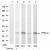 Figure 1. Western blot analysis of extracts from various cells using PP2A-alpha antibody AP08081PU (Lane 1, 2, 3, 4 and 5).