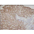 Immunohistochemistry: Human liver tissue was incubated with anti-human AK3 (1:100) for 2 hours at room temperature. Slide was then washed in PBS, and was incubated in avidin biosystem anti-rabbit labeled polymer for 30 min at RT. Enzyme detection was performed with DAB chromogen.