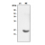 Western blot analysis: Recombinant α-crystallin A (αA) and the extract of mouse eye (ME) were resolved by SDS-PAGE, transferred to PVDF membrane and probed with anti-human α-crystallin B antibody (1:1,000). Proteins were visualized using a goat anti-mouse secondary antibody conjugated to HRP and an ECL detection system.