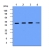 Western blot analysis: Cell lysates of HepG2 (lane 1), Hep3B (lane 2), MDA-MB-231 (lane 3) and MCF7 (lane 4) -each 20 ug- were resolved by SDS-PAGE, transferred to PVDF membrane and probed with anti-human Cathepsin D (1:1000). Proteins were visualized using a goat anti-mouse secondary antibody conjugated to HRP and ECL detection system.