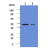 Western blot on Ramos (lane 1) and Jurkat cells (lane 2): Cell lysates of Ramos and Jurkat (each 40 ug) were resolved by SDS-PAGE, transferred to PVDF membrane and probed with anti-human Caspase-2(1:500). Proteins were visualized using a goat anti-mouse secondary antibody conjugated to HRP and a ECL detection system.