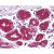 Human Breast Epithelium stained with Rabbit anti 14-3-3 Epsilon antibody Cat.-No AP05568SU-N