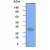 Western blot analysis on HeLa cells: Cell lysates of HeLa (each 30 µg) were resolved by SDS-PAGE, transferred to PVDF membrane and probed with anti-human Hsp27 (1:1000). Proteins were visualized using a goat anti-mouse secondary antibody conjugated to HRP and an ECL detection system.