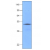 Western blot analysis on Jurkat cells: Cell lysates of Jurkat (50 ug) were resolved by SDS-PAGE, transferred to NC membrane and probed with anti-human Hsp40 (1:1000). Proteins were visualized using a goat anti-mouse secondary antibody conjugated to HRP and an ECL detection system.