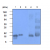 Western blot analysis: Lane1 = α- synuclein, Lane2 = β- synuclein, Lane3 = γ- synuclein, Lane4 = Mouse brain, Lane3 = Rat brain. The recombinant human synuclein family (α-, β- and γ-) (each 20 ng), Mouse brain and Rat brain (30 ug) were resolved by SDS-PAGE, transferred to PVDF membrane and probed with anti-human α-synuclein (1:1000). Proteins were visualized using a goat anti-mouse secondary antibody conjugated to HRP and an ECL detection system.