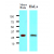 Western blot analysis: Cell lysates of HeLa (30 ug) and mouse brain (30 ug) were resolved by SDS-PAGE, transferred to NC membrane and probed with anti-Human 14-3-3 gamma antibody  (1/1000). Proteins were visualized using a goat anti-mouse secondary antibody conjugated to HRP and an ECL detection system.