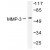 Figure 1.Western blot (WB) analysis of MMP-3 antibody in extracts from 293 cells.