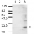 Western blot with Sheep anti-14-3-3 (pSer185) antibody. Lane1: 2µg recombinant 14-3-3 beta - Lane2: 2µg recombinant 14-3-3 zeta - Lane3: sheep brain homogenate, which contains ca. 50% of beta and zeta isoforms that are phosporylated on Ser185 - The reco
