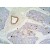 Immunohistochemistry staining of pancreas (paraffin-embedded sections) with anti-Cytokeratin 7+17 (C-46).