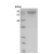 HSP70: 15% SDS PAGE