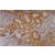 Figure 1. Immunohistochemistry staining of kidney (paraffin-embedded sections) with anti-Cytokeratin 18 (C-04).