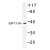 Western blot (WB) analysis of NPY1-R antibody in extracts from NIH-3T3 cells.