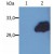 Figure 1. Western Blotting analysis (Reducing Conditions) of whole cell lysate of HeLa Human cervix carcinoma cell line. 
Lane 1: Immunostaining with Isotype Mouse IgG2b Control (PLRV219, AM03110PU-N). 
Lane 2: Immunostaining with anti-SOCS3 antibody (SO1).