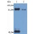 Western Blotting analysis (reducing conditions) of phosphorylated STAT1 (Ser727) in IFN-γ treated HeLa human cervix carcinoma cell line using anti-Phospho STAT1 (PSM1).
Lane 1: immunoprecipitated material by anti-STAT1 (SM2; cat. no. SM3133P). Lane 2: original whole cell lysate
