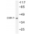 Western blot (WB) analysis of CKR-7 antibody in extracts from COS-7 cells.