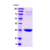 14-3-3 beta, 1-246 aa: 15% SDS-PAGE (3 μg)