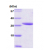 14-3-3 epsilon, 1-255 aa: 15% SDS-PAGE (3 µg)