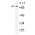 Western blot (WB) analysis of IR antibody in extracts from LOVO cells.