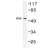 Western blot (WB) analysis of Akt antibody in extracts from HuvEc cells treated with Serum 30% 30'.