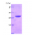 14-3-3 eta, 1-246 aa, His-tagged: 15% SDS-PAGE (4 µg)