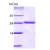 14-3-3 tau, 1-245 aa: 15% SDS-PAGE (3 µg)