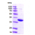 Recombinant human 14-3-3 zeta: 15% SDS-PAGE