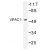 Western blot (WB) analysis of VPAC1 antibody in extracts from HT-29 cells.