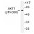 Western blot (WB) analysis of p-Akt antibody in extracts from 293 cells treated with EGF 200ng/ml 5'.