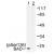 Western blot (WB) analysis of p-BAD (pSer136) antibody in extracts from NIH/3T3 cells treated with Forskolin.