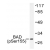 Western blot (WB) analysis of p-BAD (pSer155) antibody in extracts from 293 cells treated with Forskolin.
