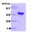 GLC8,1-229 aa, S.cerevisiae, His tagged: 15% SDS-PAGE (4 µg)