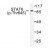 Western blot (WB) analysis of STAT6 pThr645 antibody in extracts from HeLa cells.