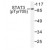 Western blot (WB) analysis of STAT3 pTyr705 antibody in extracts from HeLa cells.