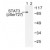 Western blot (WB) analysis of STAT3 pSer727 antibody in extracts from HeLa cells.