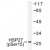 Western blot (WB) analysis of HSP27 pSer15 antibody in extracts from 293 cells treated with UV.