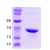 Recombinant human Crystallin alpha B: 14% SDS-PAGE
