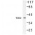 Western blot (WB) analysis of TDG antibody in extracts from Jurkat cells.