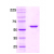 Recombinan E.coli GroEL (1-548 aa): 12% SDS-PAGE
