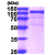 Recombinant human HSP90B1 (GRP94), aa 22-803, His-tagged: 15% SDS-PAGE (3 µg)
