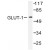 Figure 1. Western blot (WB) analysis of GLUT1 antibody in extracts from Jurkat cells.