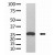 Figure 1. Western blot using GST Mab (Cat. #AM11012PU-N) to detect GST recombinant protein purified from bacterial lysate.