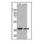 Figure 1. Western blot analysis of anti-Beta-actin Monoclonal Antibody (Cat. #AM11015SU-N) in HL60 and Jurkat cell line lysates (35ug/lane). Beta-actin(arrow) was detected using the Mab ascites (1:25000 dilution).